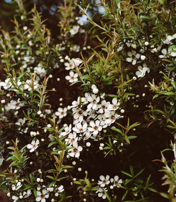 Activist Raw Mānuka Honey Recipes